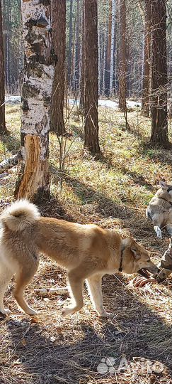 Западно сибирская лайка