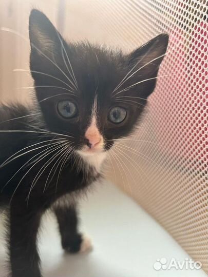 Котенок в добрые руки