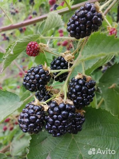 Ежевика саженцы Лох Тей зкс