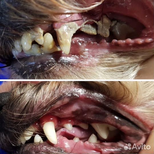 Чистка зубов собаке