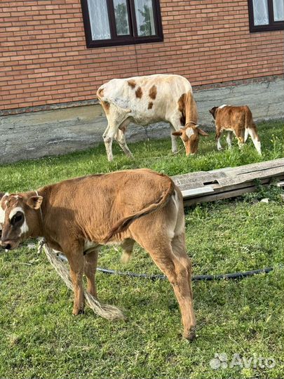 Корова и 6 бычков