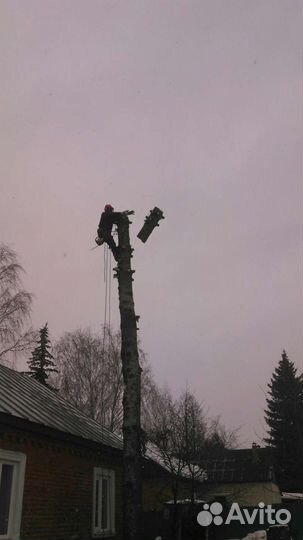 Профессиональный спил деревьев