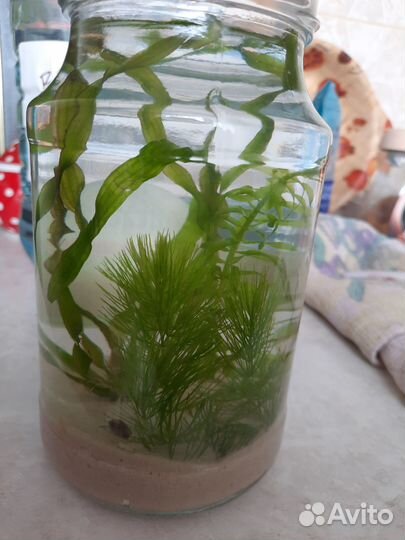 Аквариумные растения и улитки. Банка