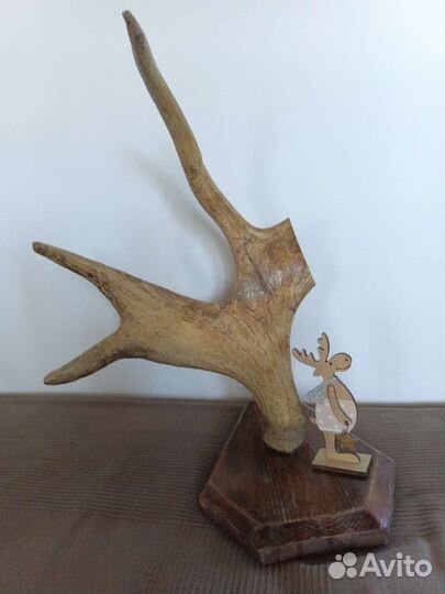 Рог лося на медальоне (деревянном)