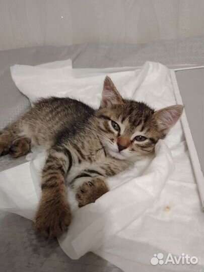Кошка в дар
