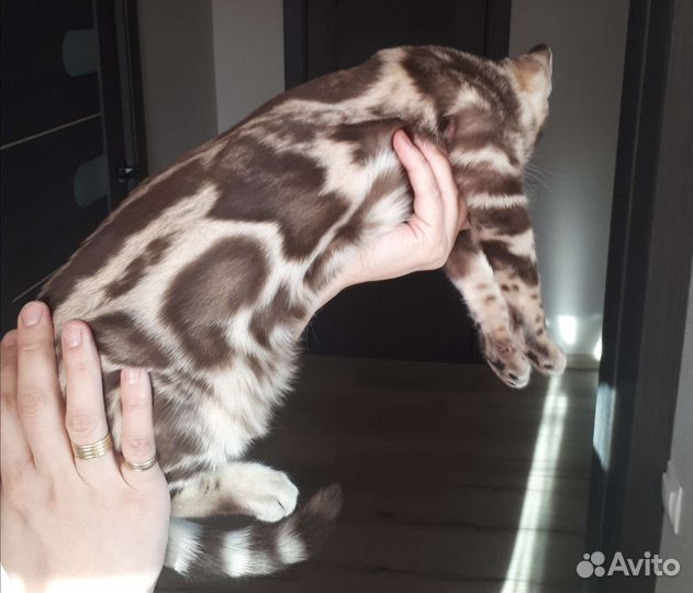 Бенгальская кошка