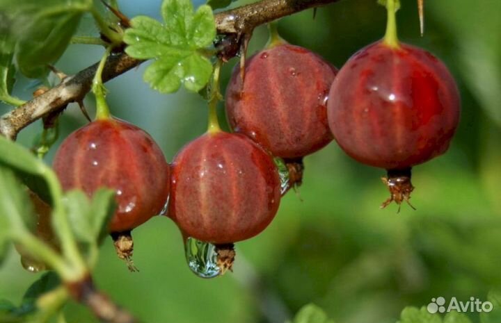 Саженцы крыжовника Сеянец Смены