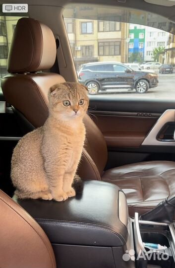 Котик на вязку