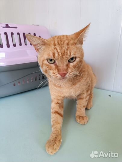 Рыжий котик ищет дом