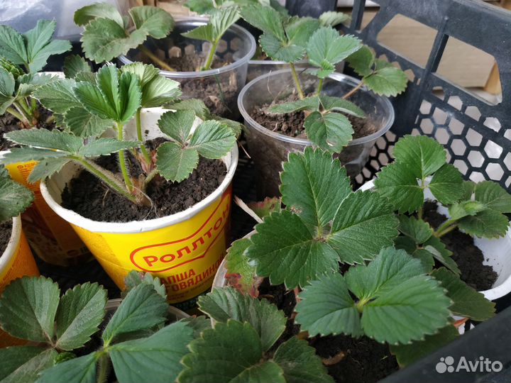 Саженцы клубники в стаканчиках