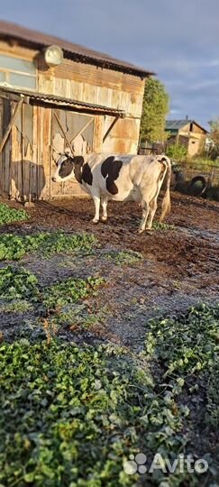 Корова дойная