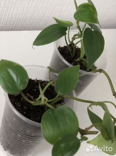 Филодендрон