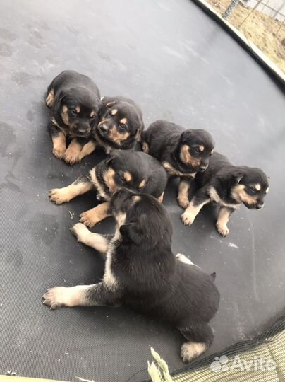 Доберман щенки метисы бесплатно