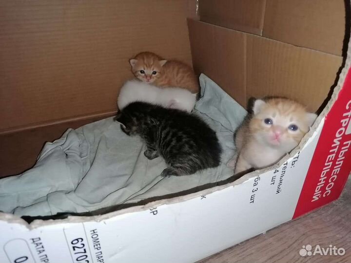 Вислоухие котята в добрые руки