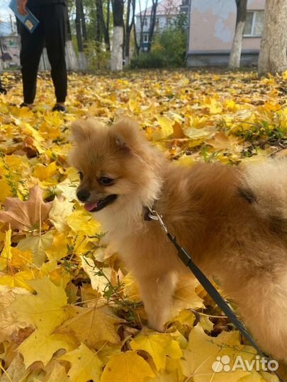 Немецкий шпиц