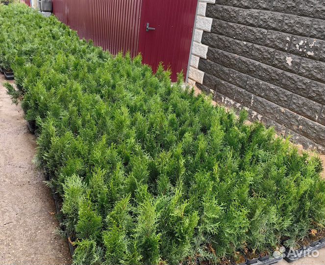 Туя смарагд