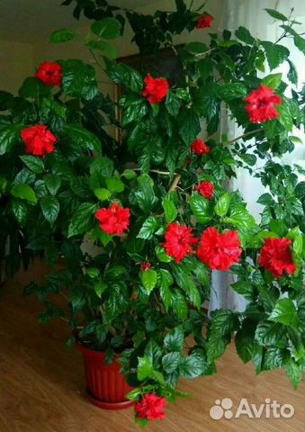 Китайская роза, гибискус