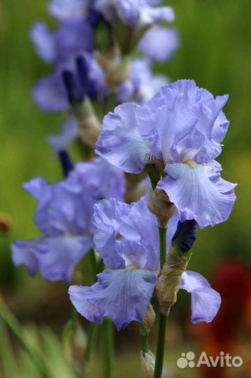 Ирис