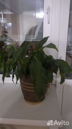 Спатифиллум