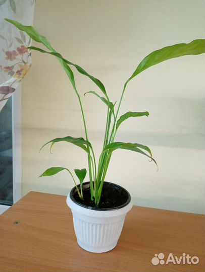 Спатифиллум