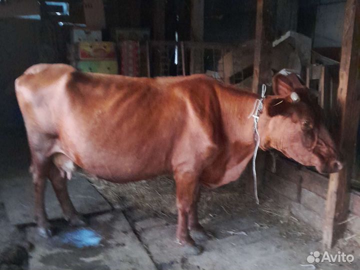 Тёлка дойная и телёнок