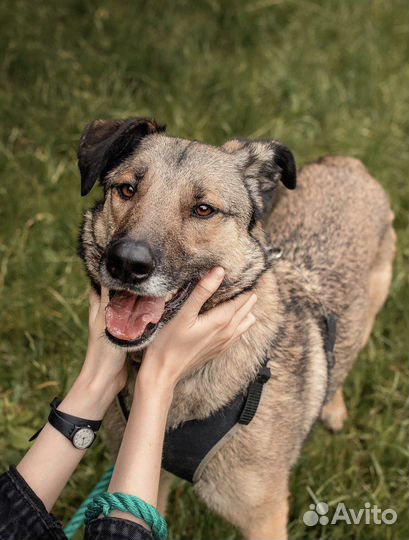 Красавчик Коди в добрые руки