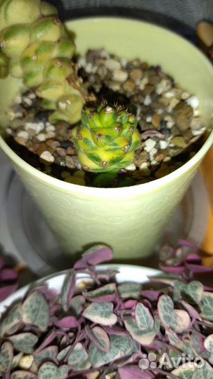 Monadenium ritchiei variegata