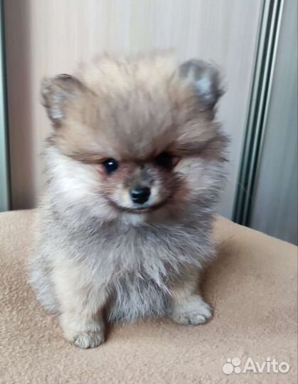 Щенки шпица