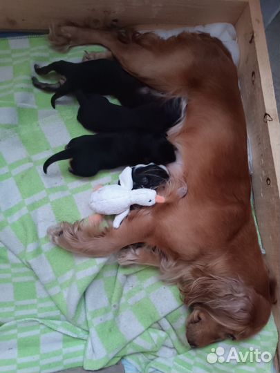 Кокер спаниель