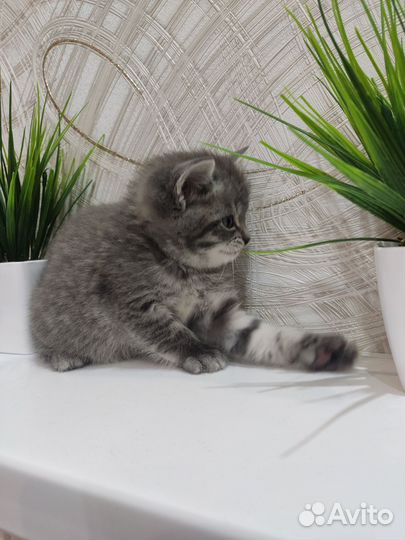 Британская