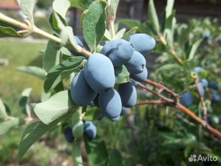 Саженцы жимолости Берель