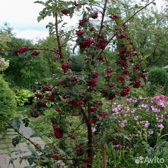 Саженцы рябины Гранатная