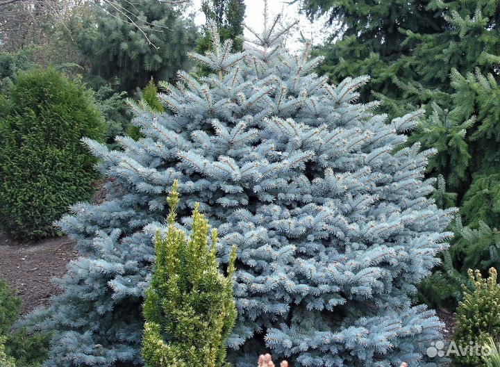 Ель Глаука Глобоза (Glauca Globosa)