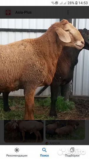 Гиссарский баран овцы