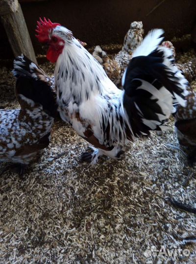 Алтайская бентамка