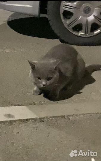 Британец кот