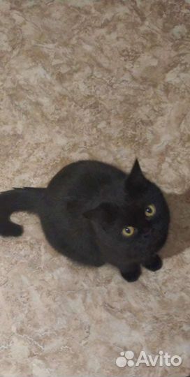 Кошки
