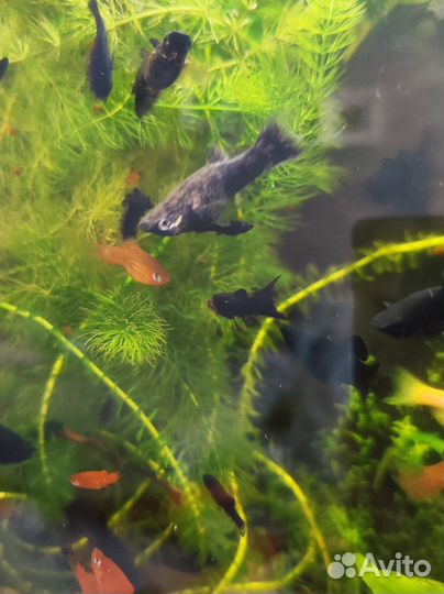 Аквариумные рыбки: пецилии, моллинезии, креветки