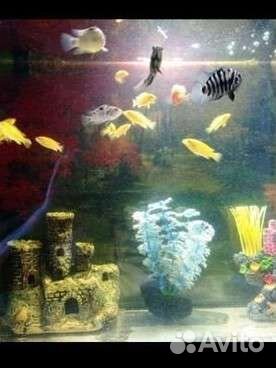 Цихлиды разные