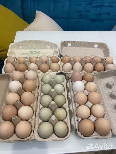 Яйцо на инкубацию