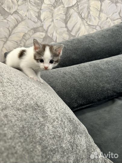 Котенок мальчик