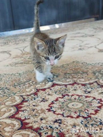 Кошка