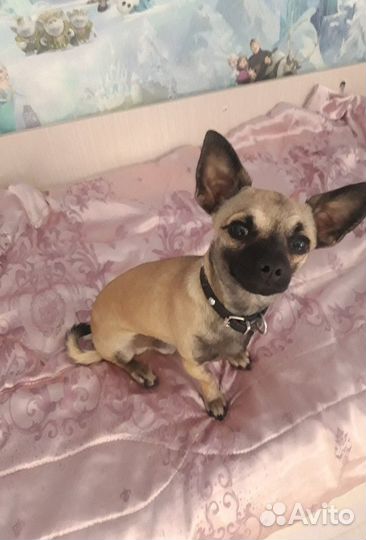 Вязка кобель чихуахуа