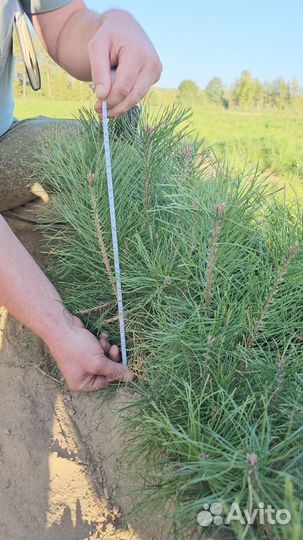Сеянцы сосны окс оптом