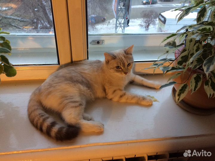 Квартирная Передержка кошек и котов