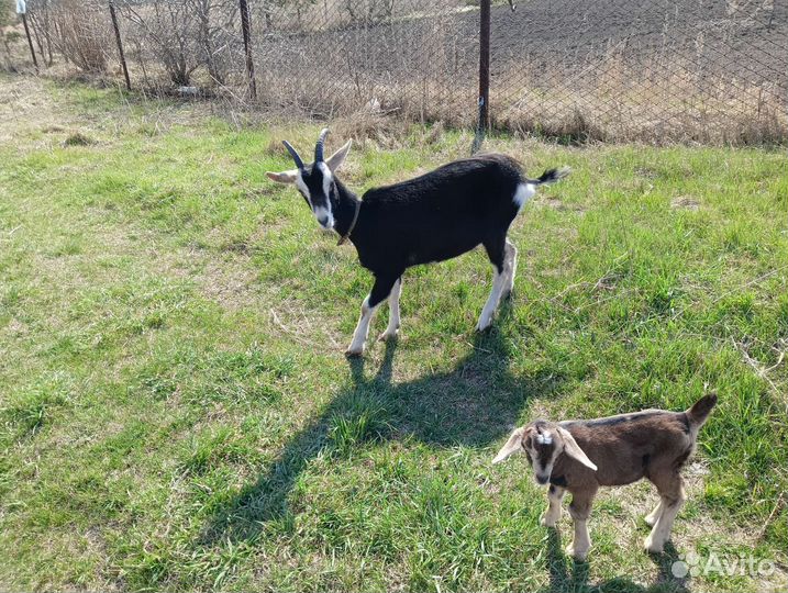 Козочка альпийская