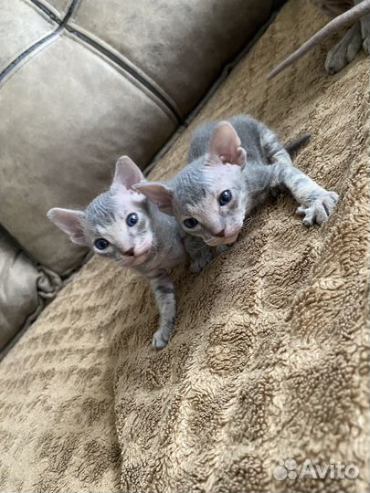 Котята Донского сфинкса