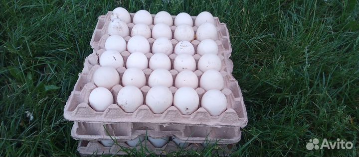 Яйцо индоутки