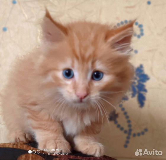 Котик