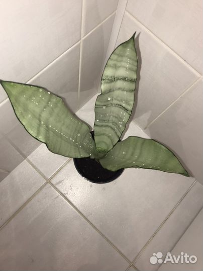 Сансевиерия муншайн